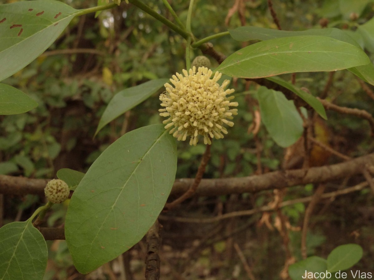 Mitragyna parvifolia (Roxb.) Korth.